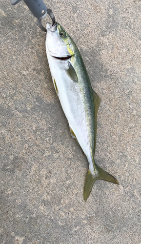 ワカシの釣果