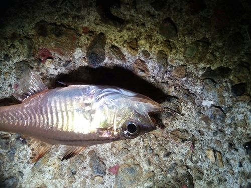 ネンブツダイの釣果