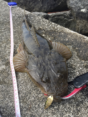 マゴチの釣果