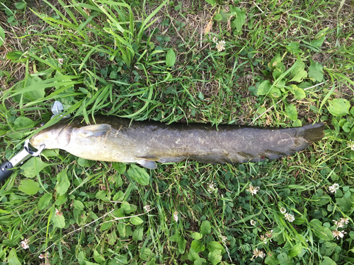 ナマズの釣果