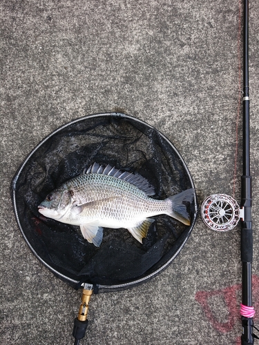 キチヌの釣果