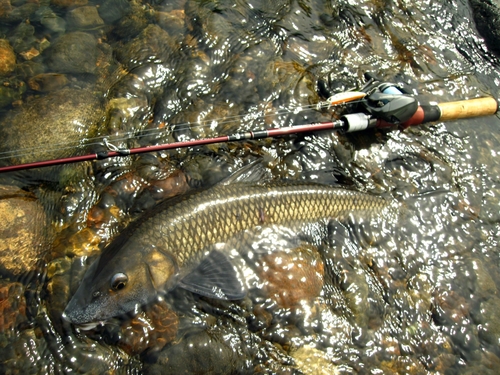 ニゴイの釣果