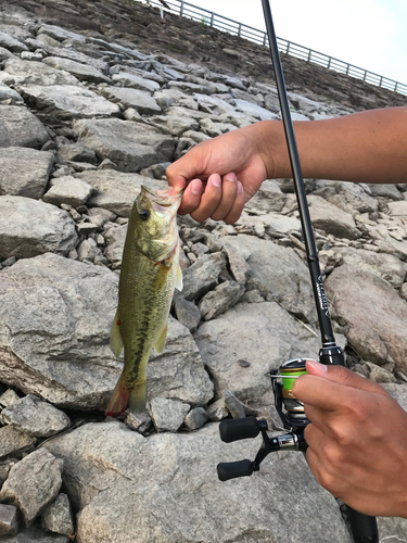 ブラックバスの釣果