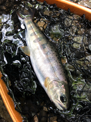 ヤマメの釣果