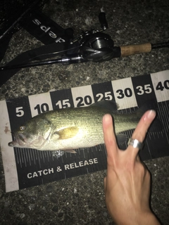 ブラックバスの釣果