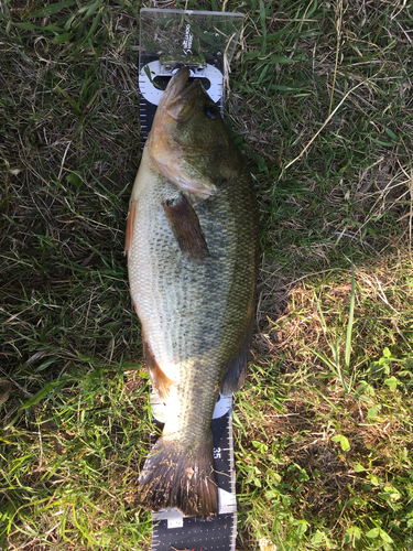 ラージマウスバスの釣果