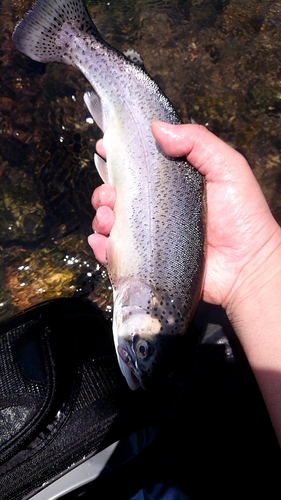 ニジマスの釣果