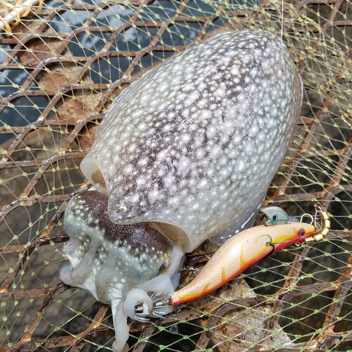 シリヤケイカの釣果