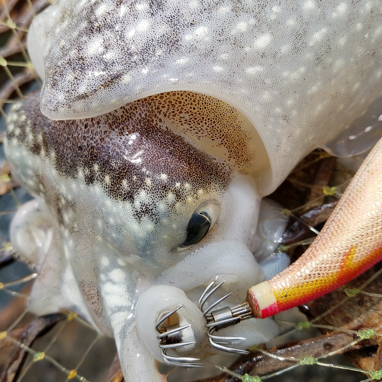 シリヤケイカ