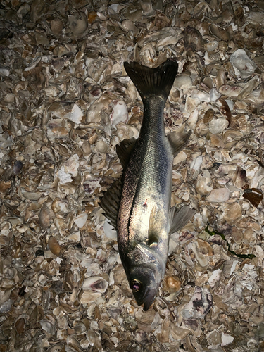 シーバスの釣果