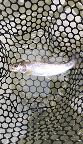 イワナの釣果