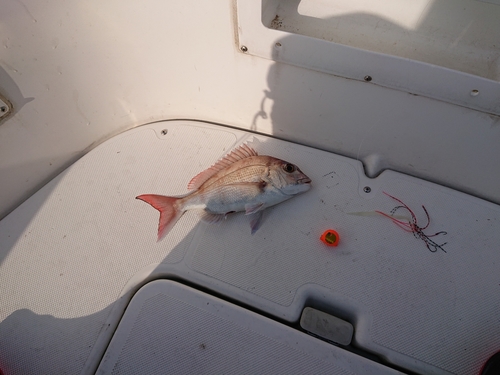 タイの釣果