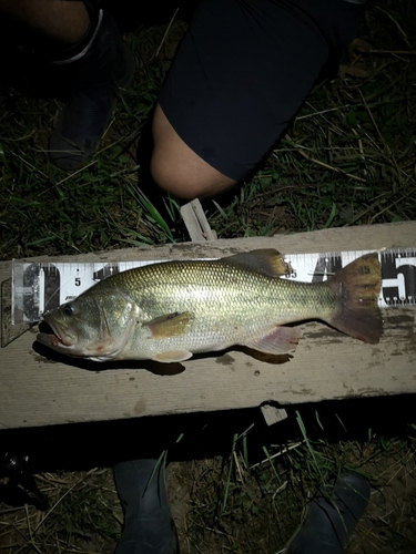 ブラックバスの釣果