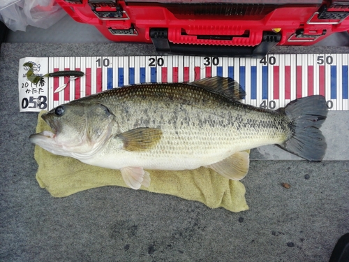 ブラックバスの釣果