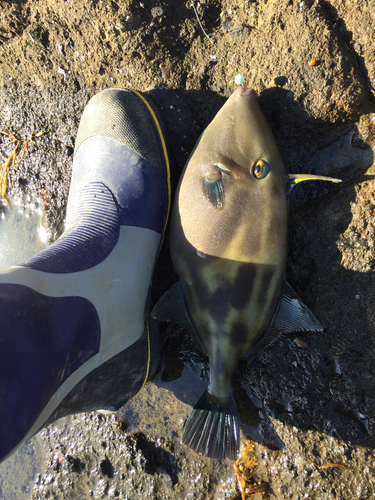 ウマヅラハギの釣果