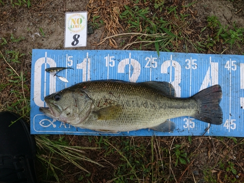 ブラックバスの釣果