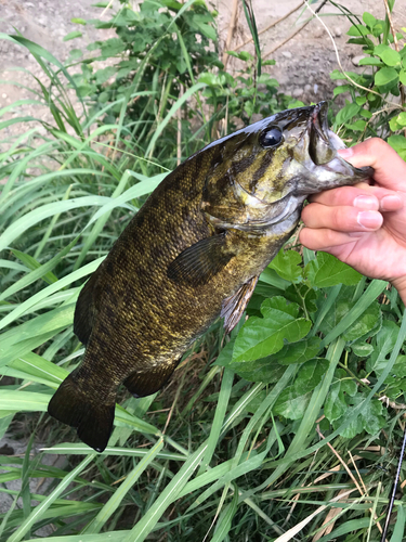 スモールマウスバスの釣果