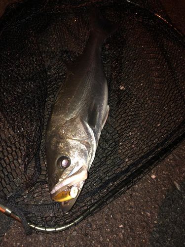 フッコ（マルスズキ）の釣果