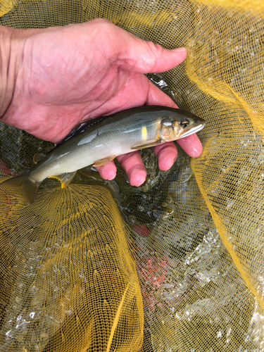 アユの釣果