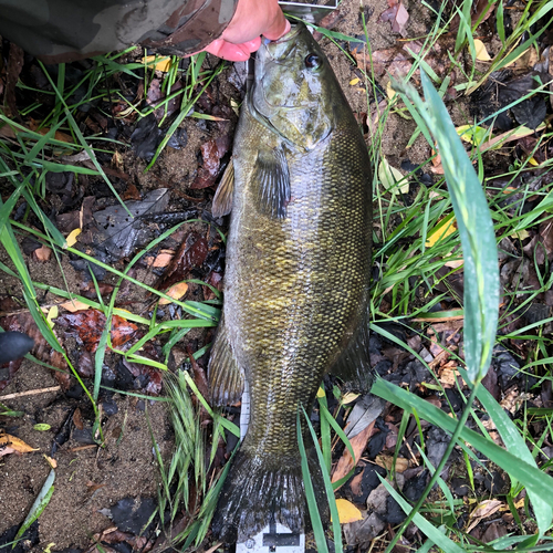 スモールマウスバスの釣果