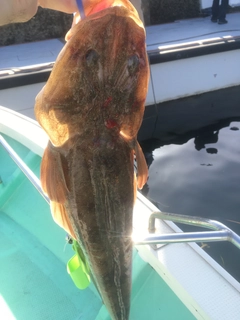 マゴチの釣果