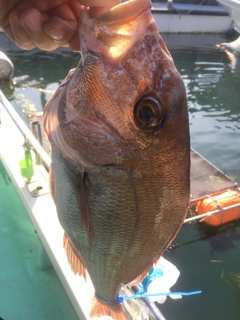 マダイの釣果