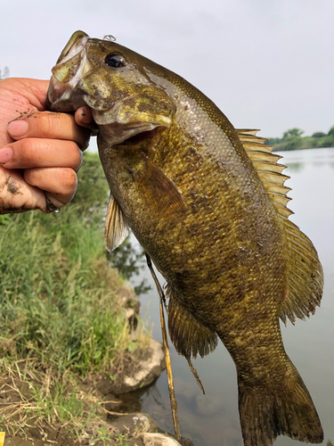 スモールマウスバスの釣果