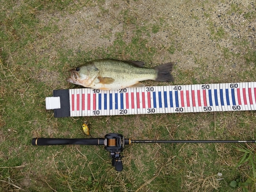 ラージマウスバスの釣果