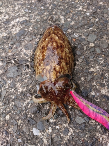 コウイカの釣果