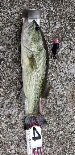 ブラックバスの釣果