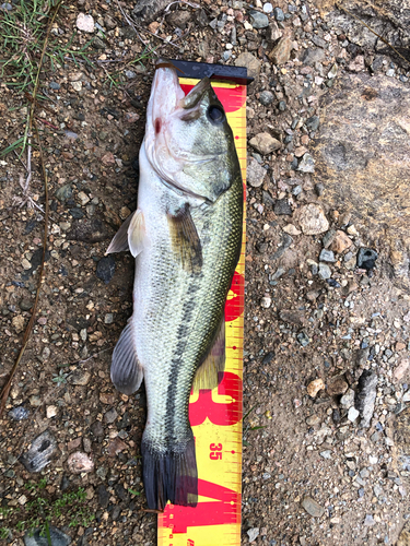 ブラックバスの釣果