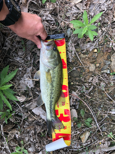 ブラックバスの釣果