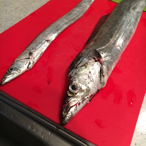 タチウオの釣果