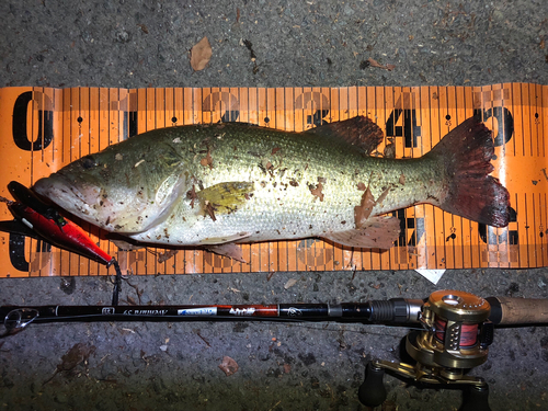 ブラックバスの釣果