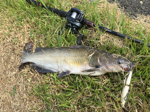 ナマズの釣果