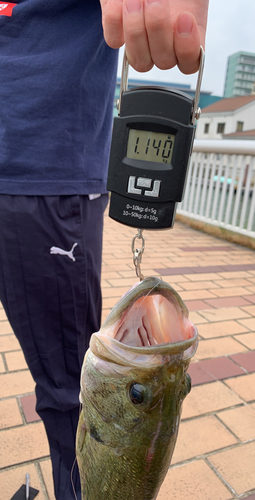 ブラックバスの釣果