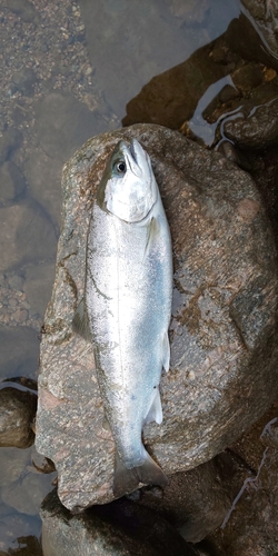 アマゴの釣果