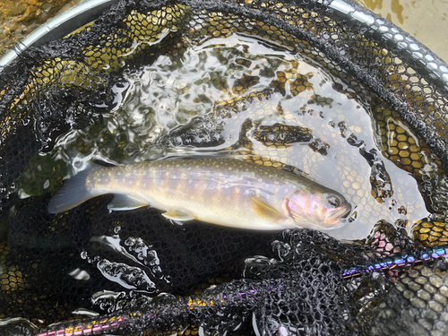 イワナの釣果