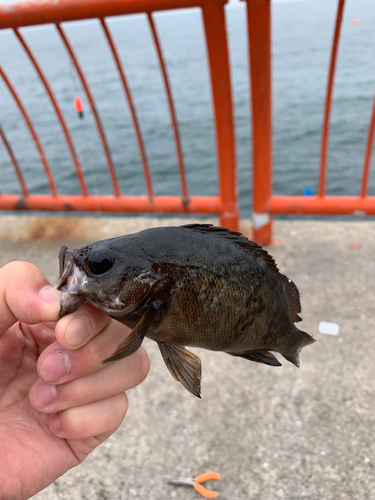 ガシラの釣果