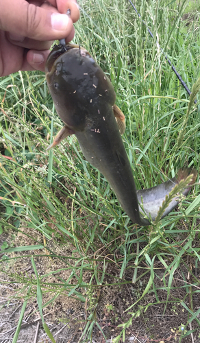 ナマズの釣果