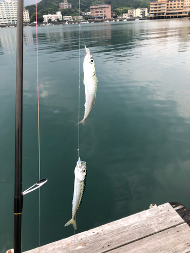 サバの釣果