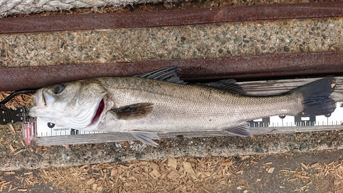 スズキの釣果