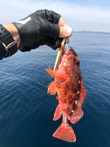 アラカブの釣果