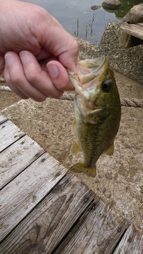 ブラックバスの釣果