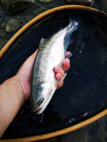 ニジマスの釣果