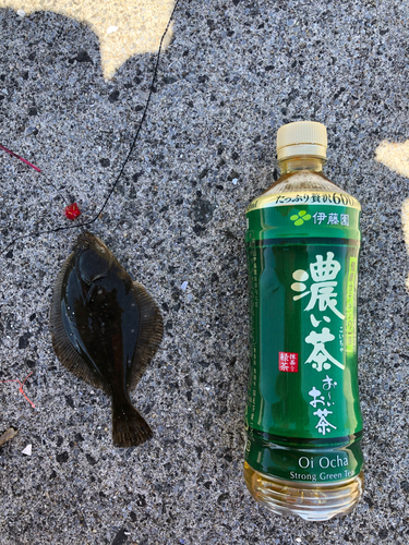 カレイの釣果