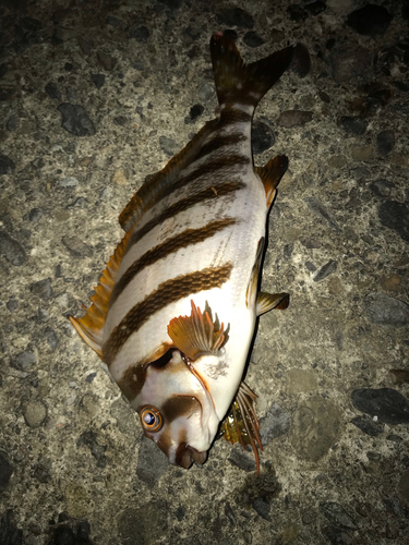 タカノハダイの釣果