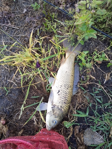 コイの釣果