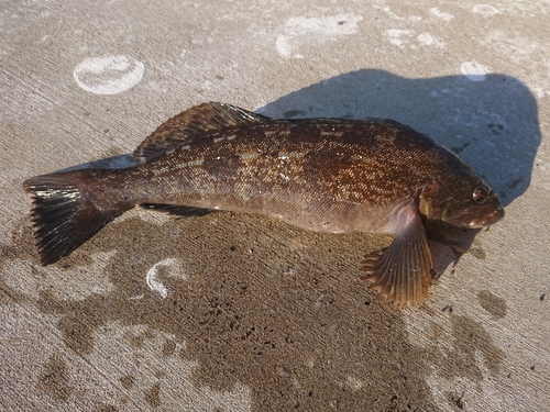 アイナメの釣果