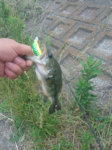 ブラックバスの釣果